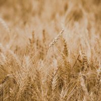 Wheat season